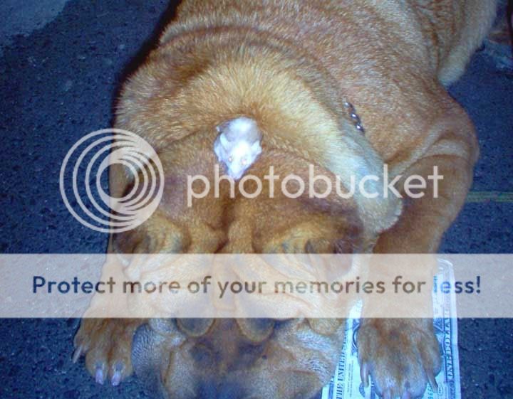 Photo Sharing and Video Hosting at Photobucket