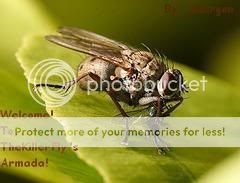 The Fly's Armada HQ banner